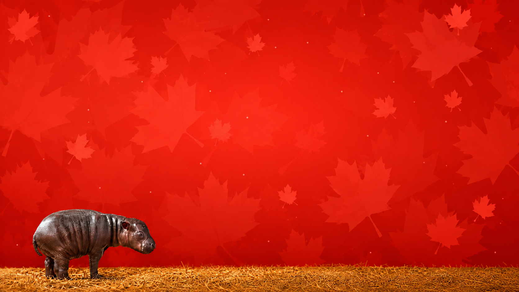 Maple the baby pygmy hippo standing on straw against a red maple leaf backdrop